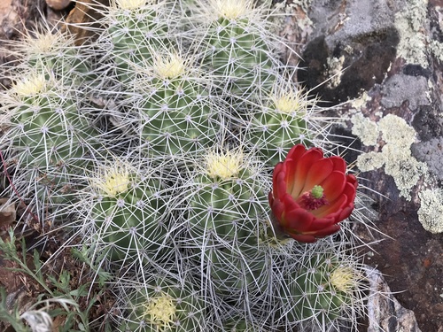 A Hedgehog cactus bloom along the Crystal Trail.