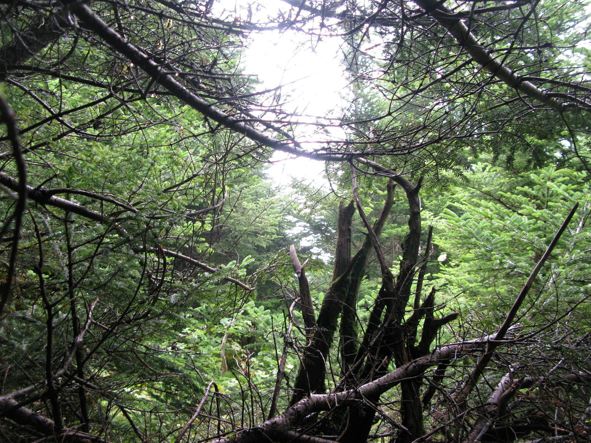 GRSM Accuracy Assessment. Plot Code: GRSM_AA_0242_6