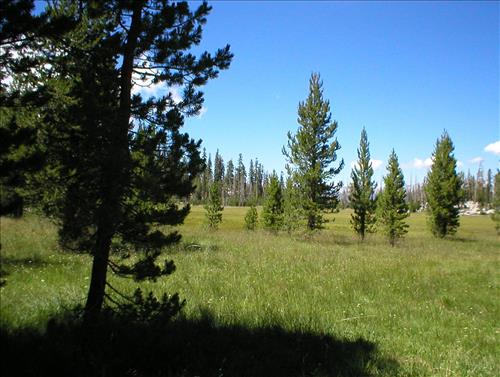Ellis Meadow in Aug. 2003, Sequoia and Kings Canyon National Park