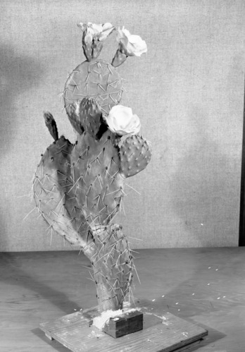Diorama exhibit. Wax reproduction of prickly pear cactus, Opuntia rhodantha. Created by Civilian Conservation Corps (CCC) workers at the Western Museum Laboratory (WML) on Fulton Street, Berkeley, California.