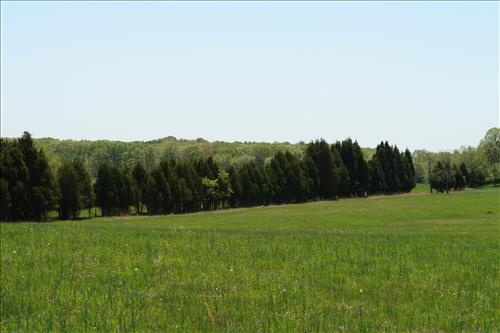 2007 treeline removal before picture number 1