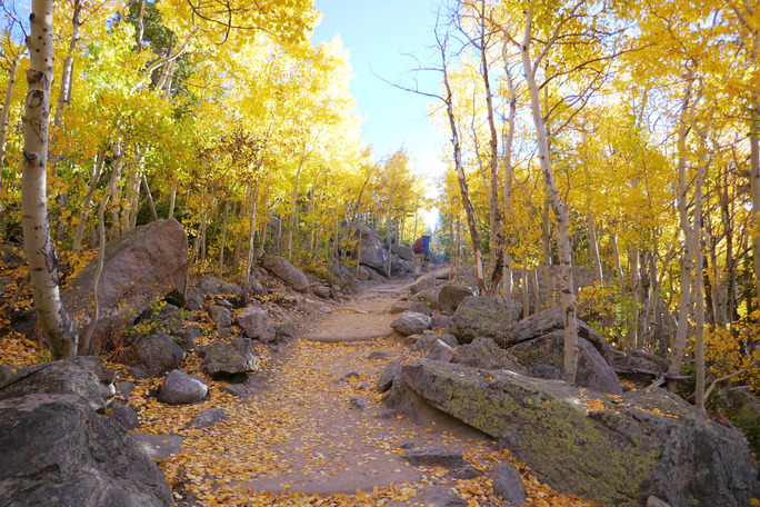 Yellow aspens line the trail