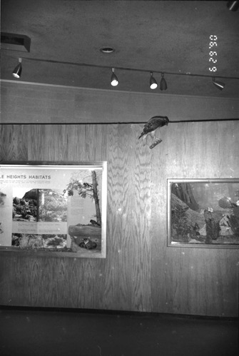 Interpretive display in the old Mission 66 Visitor Center and Museum.