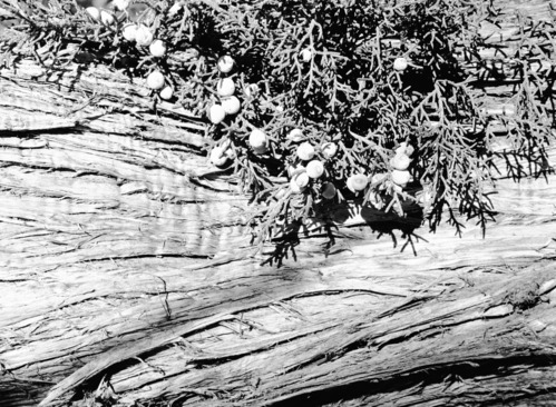 Seed, leaf and bark detail of juniper, Juniperus Utahensis.