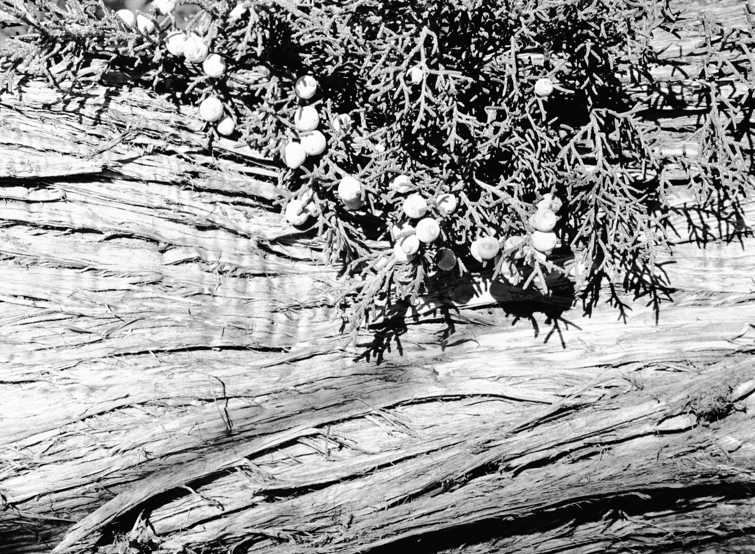 Seed, leaf and bark detail of juniper, Juniperus Utahensis.