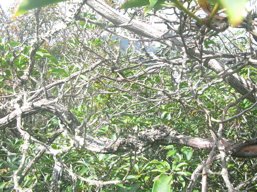 GRSM Accuracy Assessment. Plot Code: GRSM_AA_0632_5