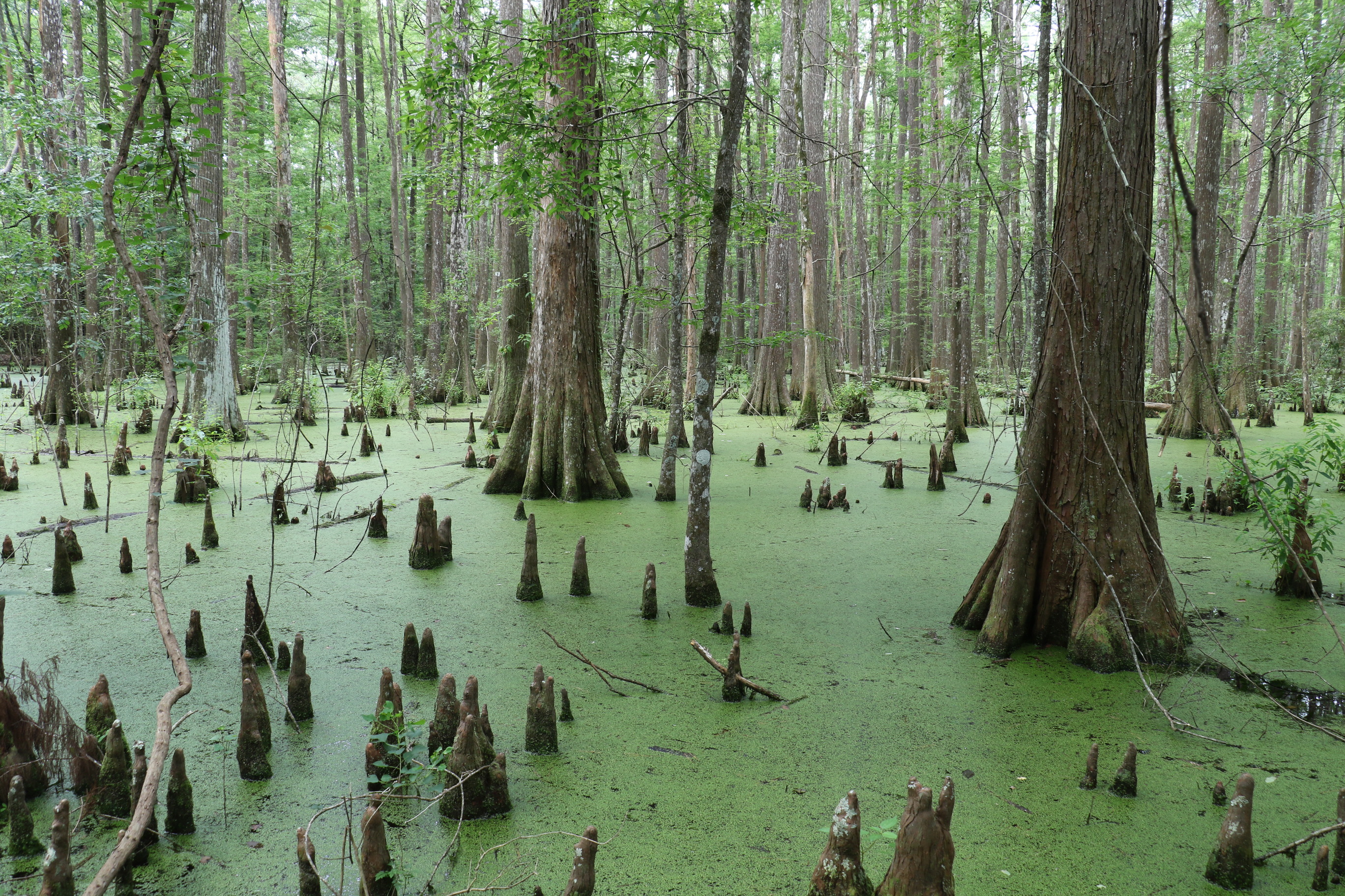 green swamp with bald cypress trees and knees