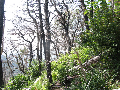 GRSM Accuracy Assessment. Plot Code: GRSM_AA_0736_6