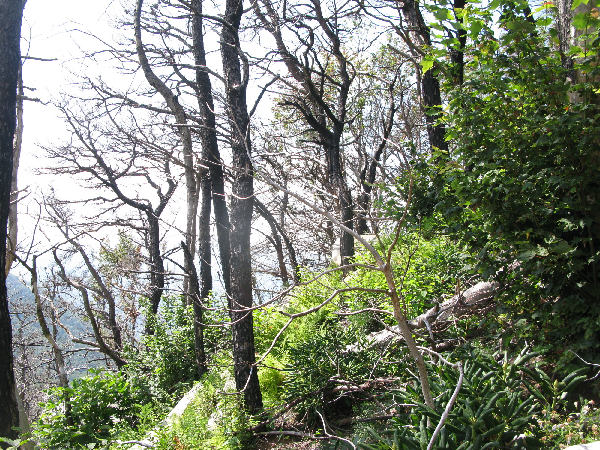 GRSM Accuracy Assessment. Plot Code: GRSM_AA_0736_6