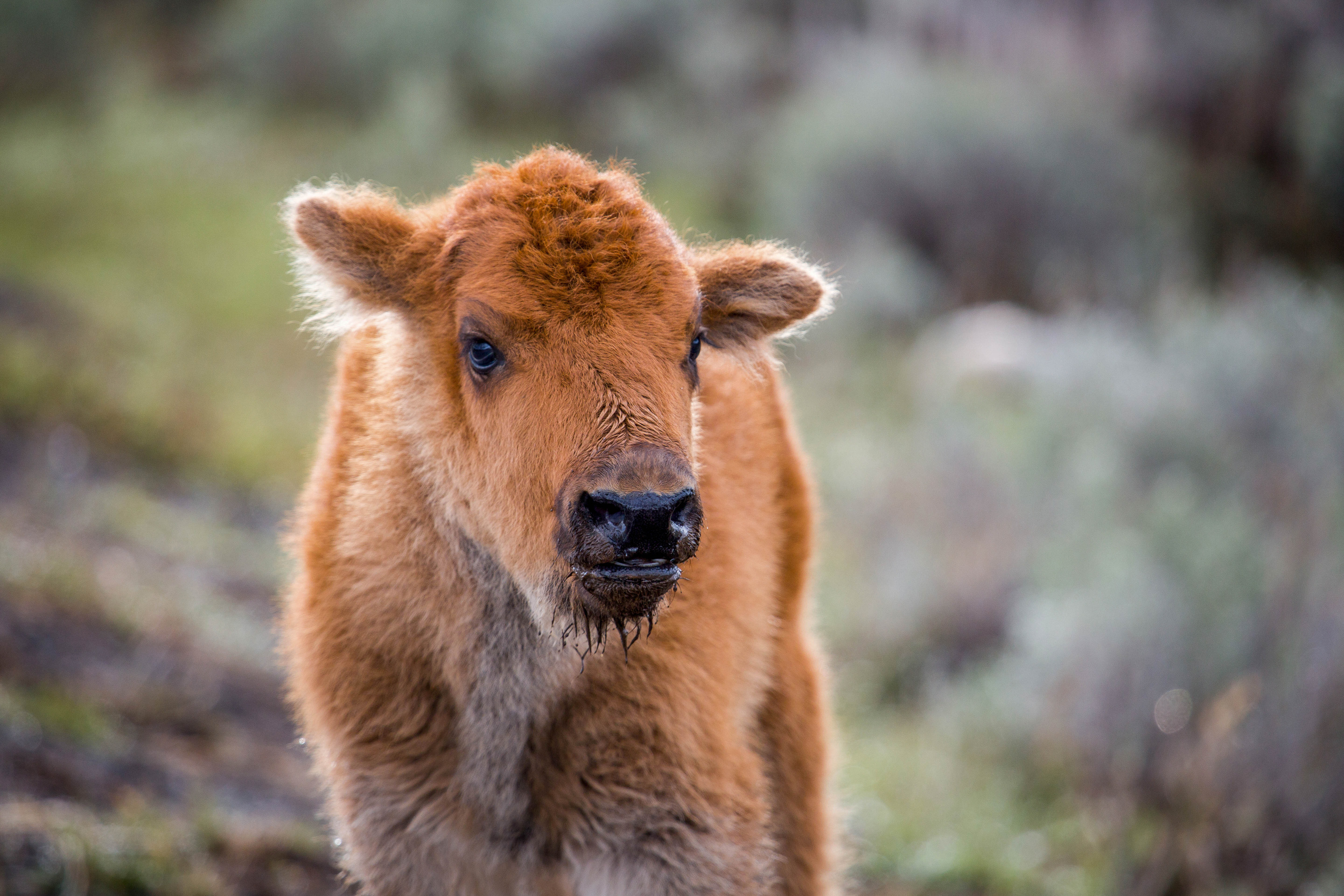 Front view of a reddish colored bison calf by itself.