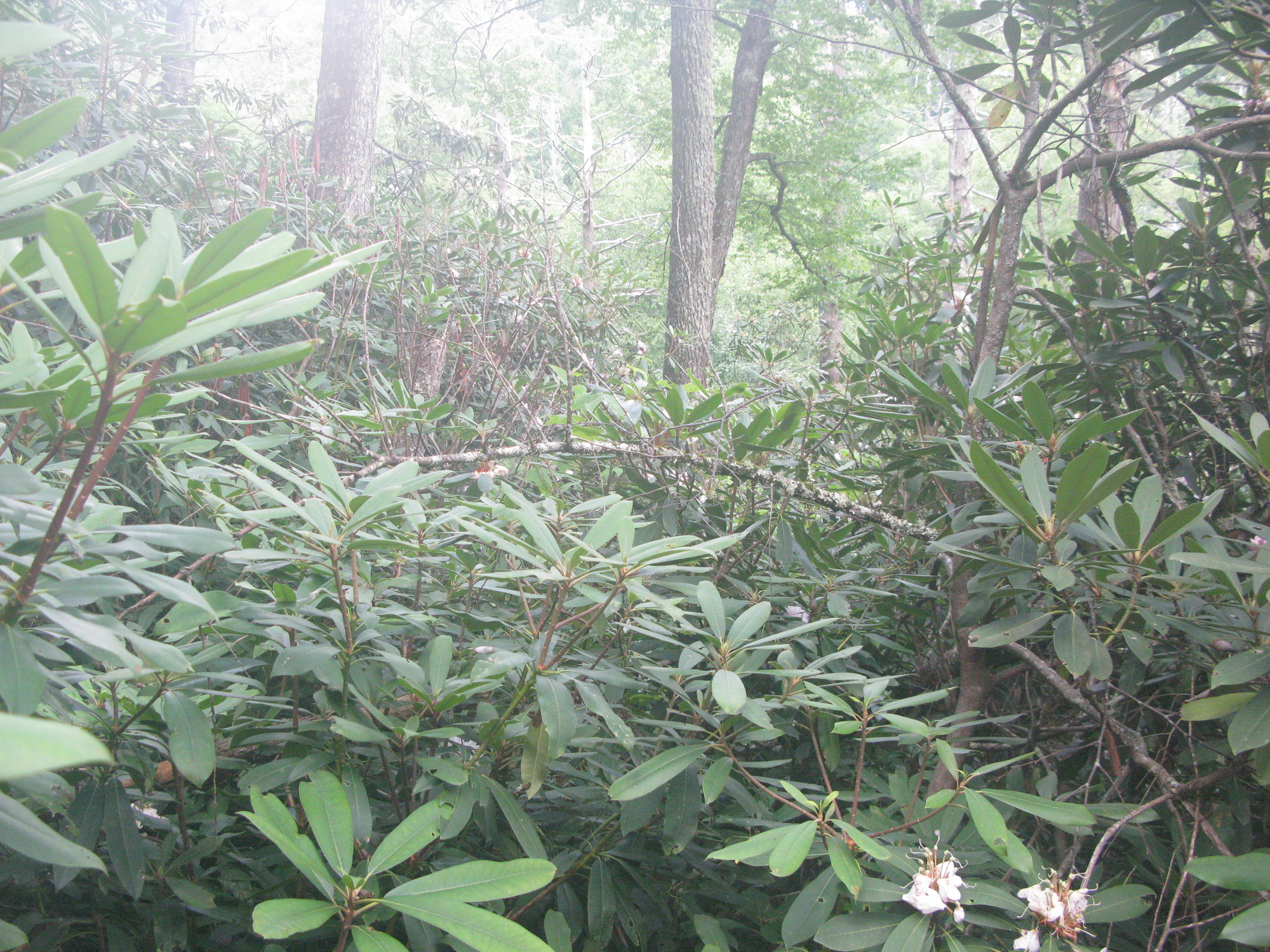 GRSM Accuracy Assessment. Plot Code: GRSM_AA_0759_6