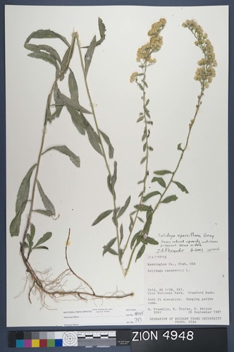 Herbarium Specimen Sheet 4948