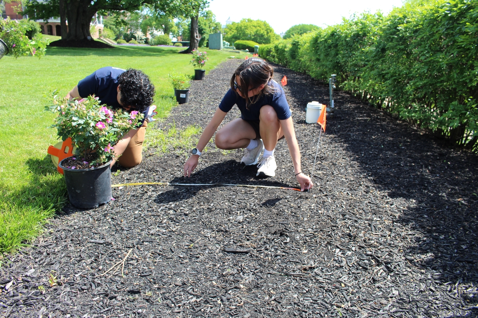 Two people work in a mulched garden bed, using a measuring tape to space out planting locations. One person holds a potted rose bush, while the other places a small orange flag to mark the spot. More potted plants and flags are visible in the background.