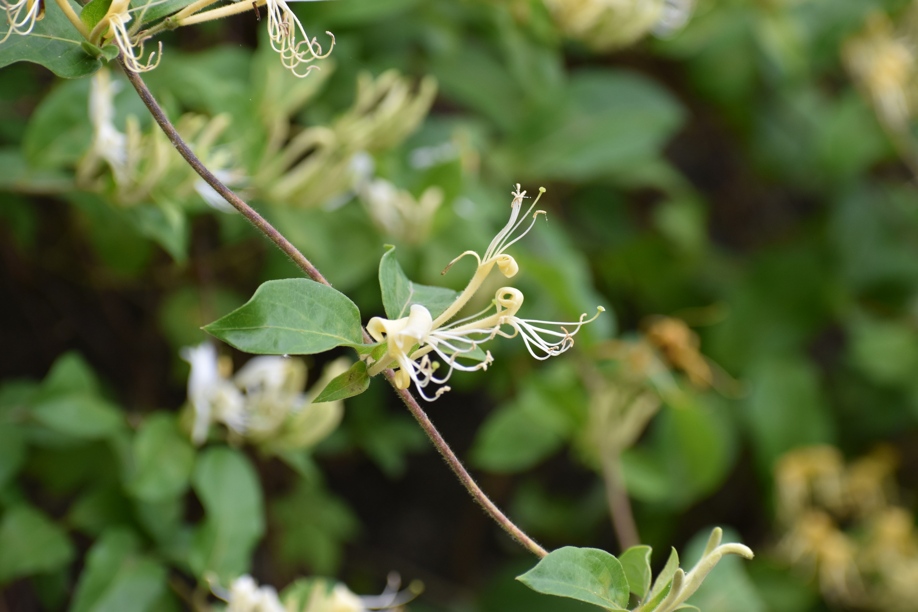 Along vine reaches across the image.  In the center a couple small leaves hug the vine, and out of them blooms three yellow-white flowers. 