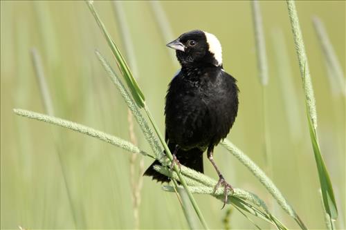 Bobolink in Cuyahoga Valley National Park