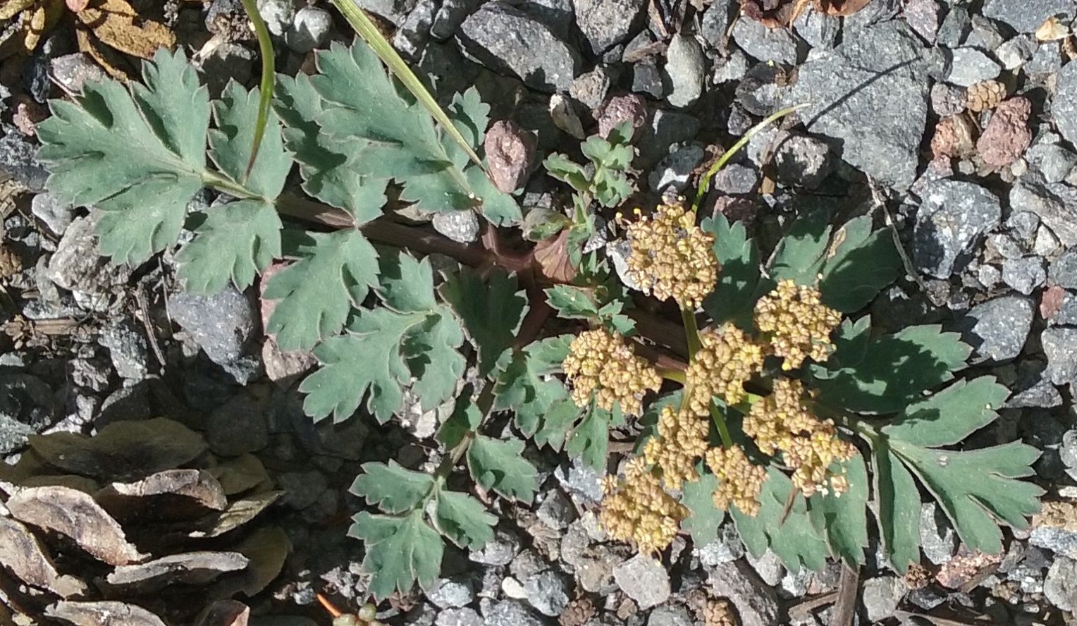 Cascade Desert Parsley (Lomatium martindalei) in flower