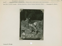 hfca_1607_iva_013_10_002_1711_a. Antelope [American Pronghorn]: Young male with horns just developing.. Locality: Indian Gardens, Grand Canyon National Park. Negative #: 1711