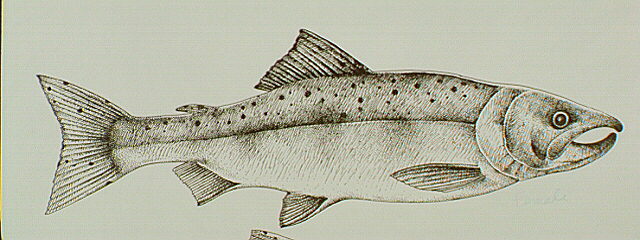 Pink (Humpback) salmon life cycle: spawning female