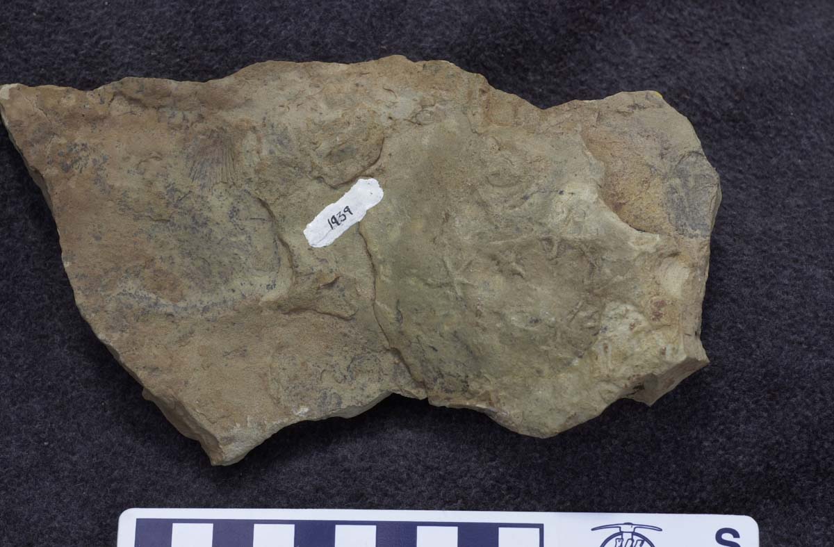 Stelleroidea sp. Unidentified, starfish