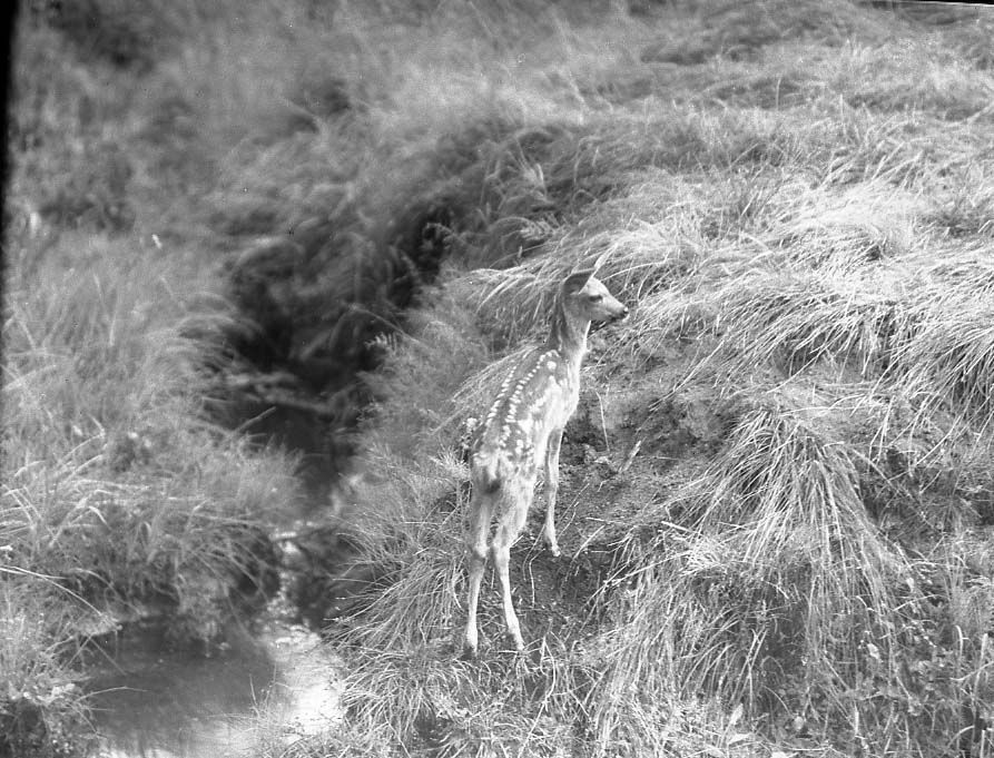 Sequoia National Park