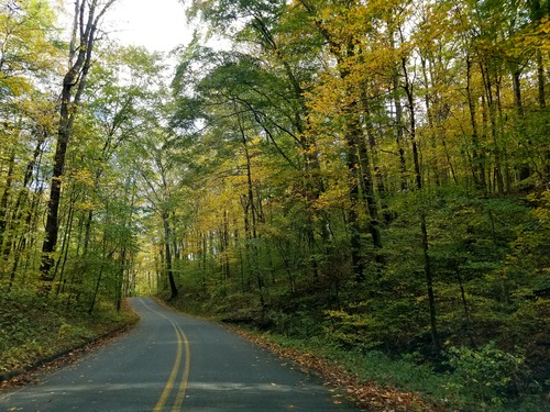 A narrow road winds its way through the forest.