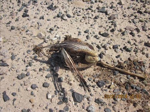 Mining Markers in Mojave NP