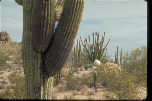 Organ Pipe and Other Cacti at Organ Pipe National Monument, Arizona