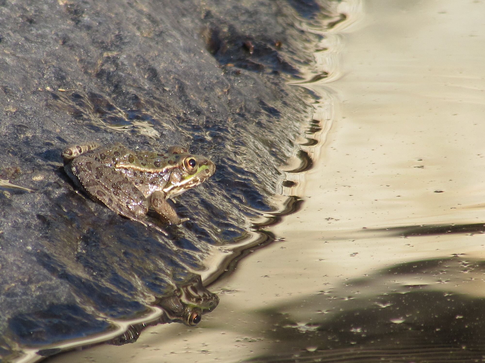 lowland leopard frog sitting next to water