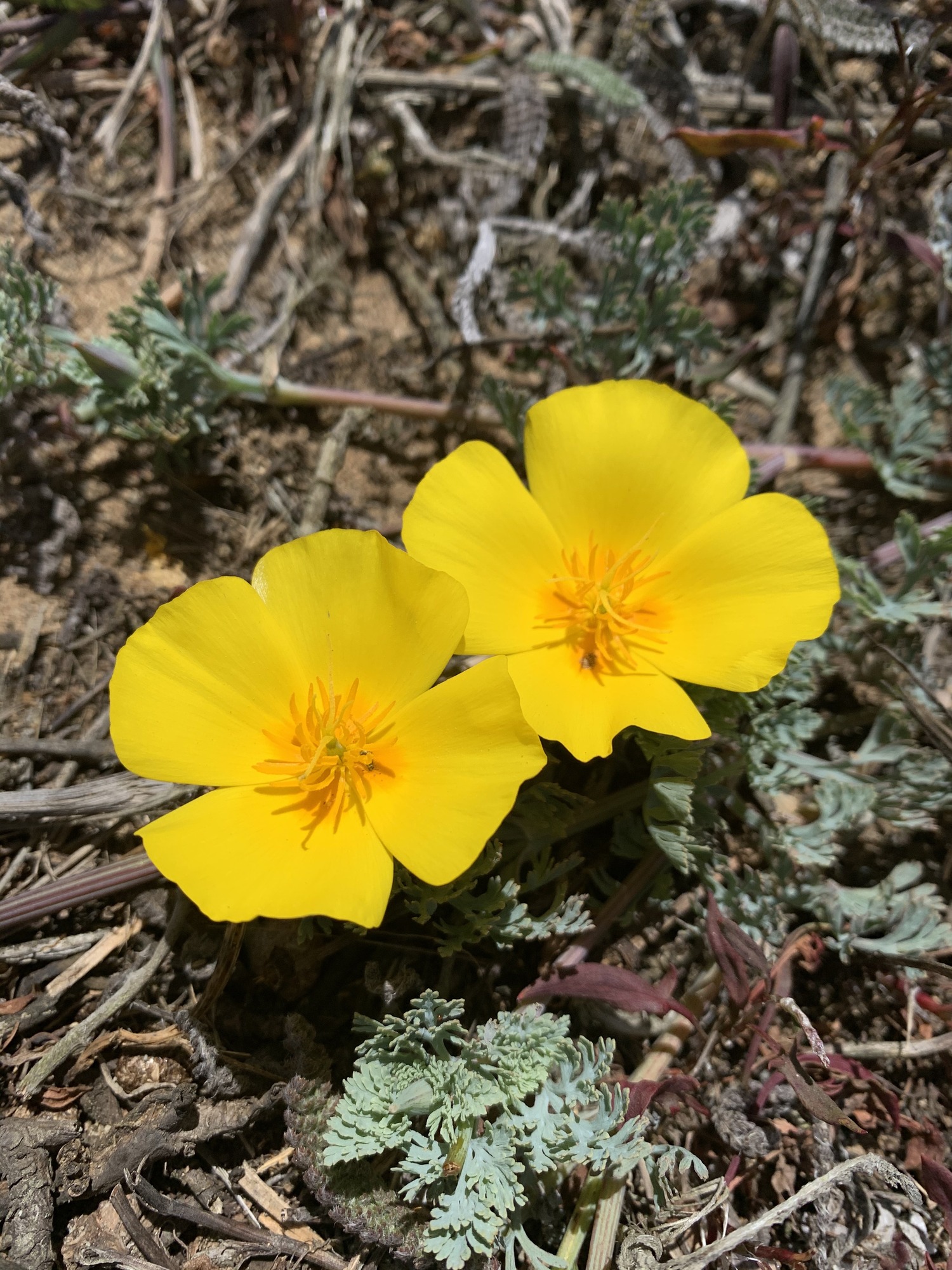 Two yellow elegant flowers side by side. Each flower has four single petals in a shape that makes the whole flower appear as a rounded square. Long light orange stamen messily point out from the center of the flowers. A light green stigma sits at the center of each flower. The flowers are close to the ground which is covered in sand and twigs. Highly divided light greyish blue leaves are extending below the flowers.