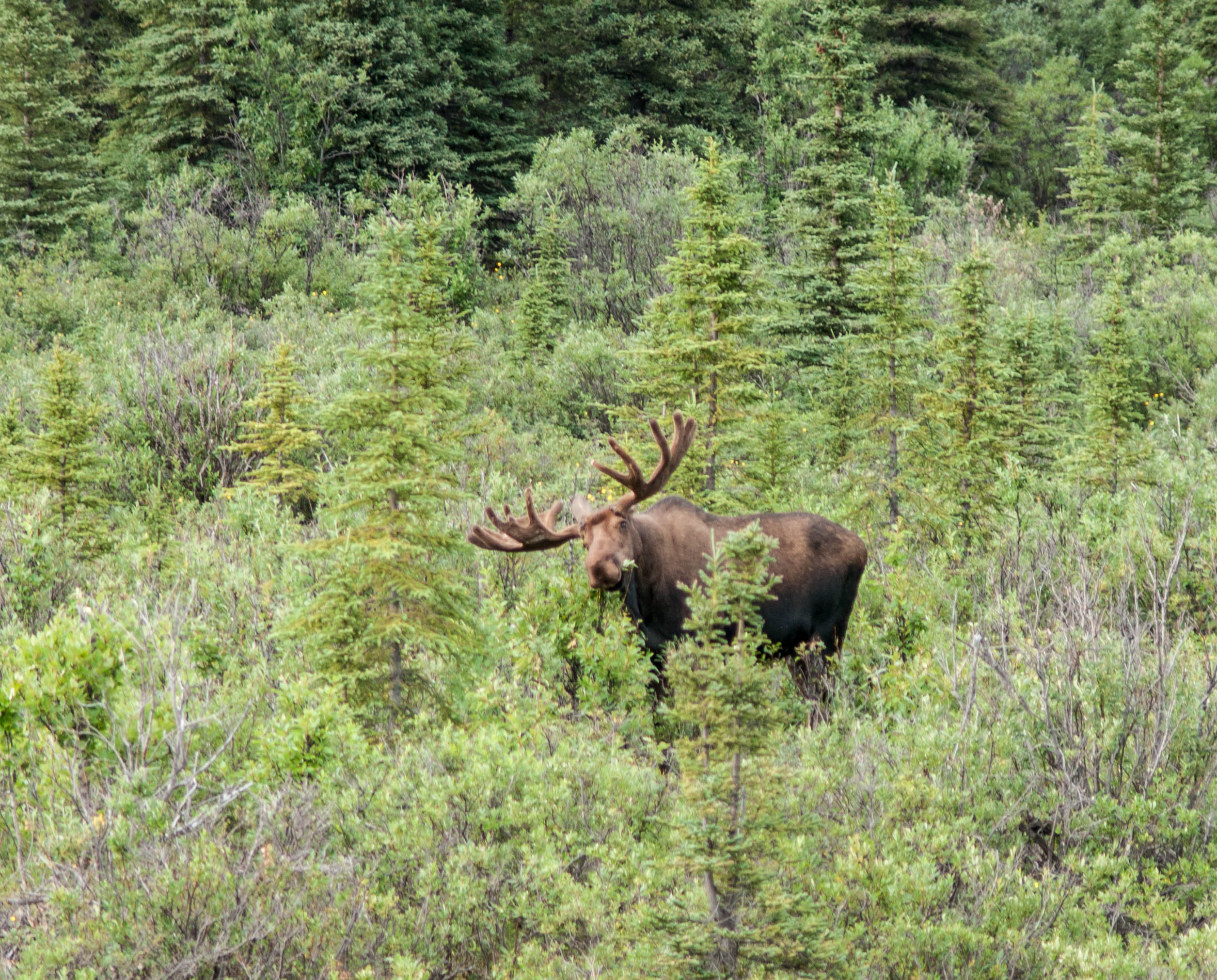 bull moose eating leaves in a forest