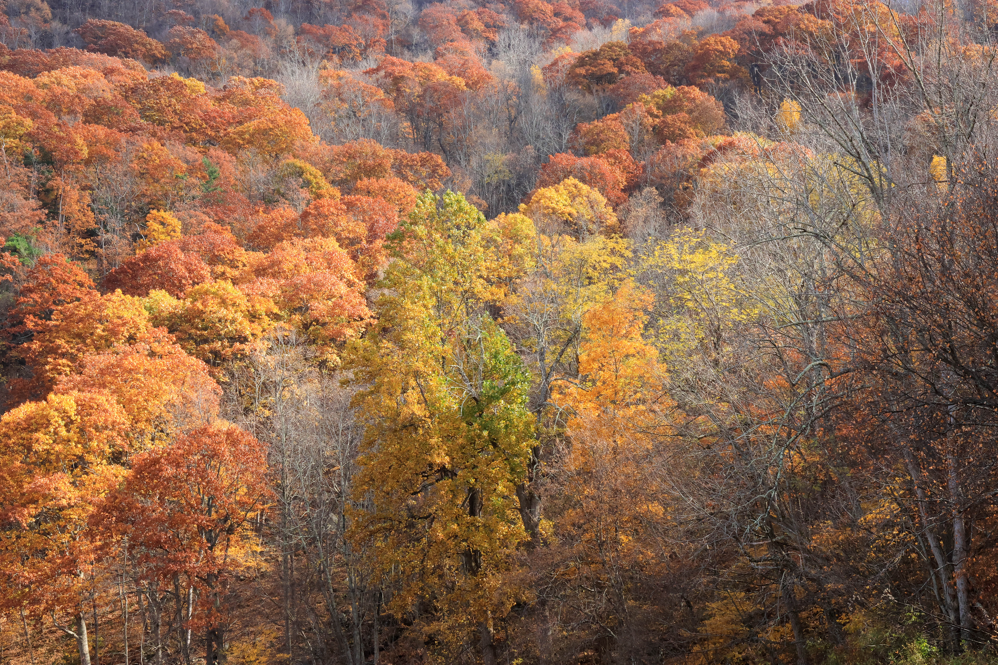 Arial view of several bare trees among yellow and orange fall foliage. 