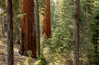 Two reddish, wide tree trunks among smaller gray-brown trunks