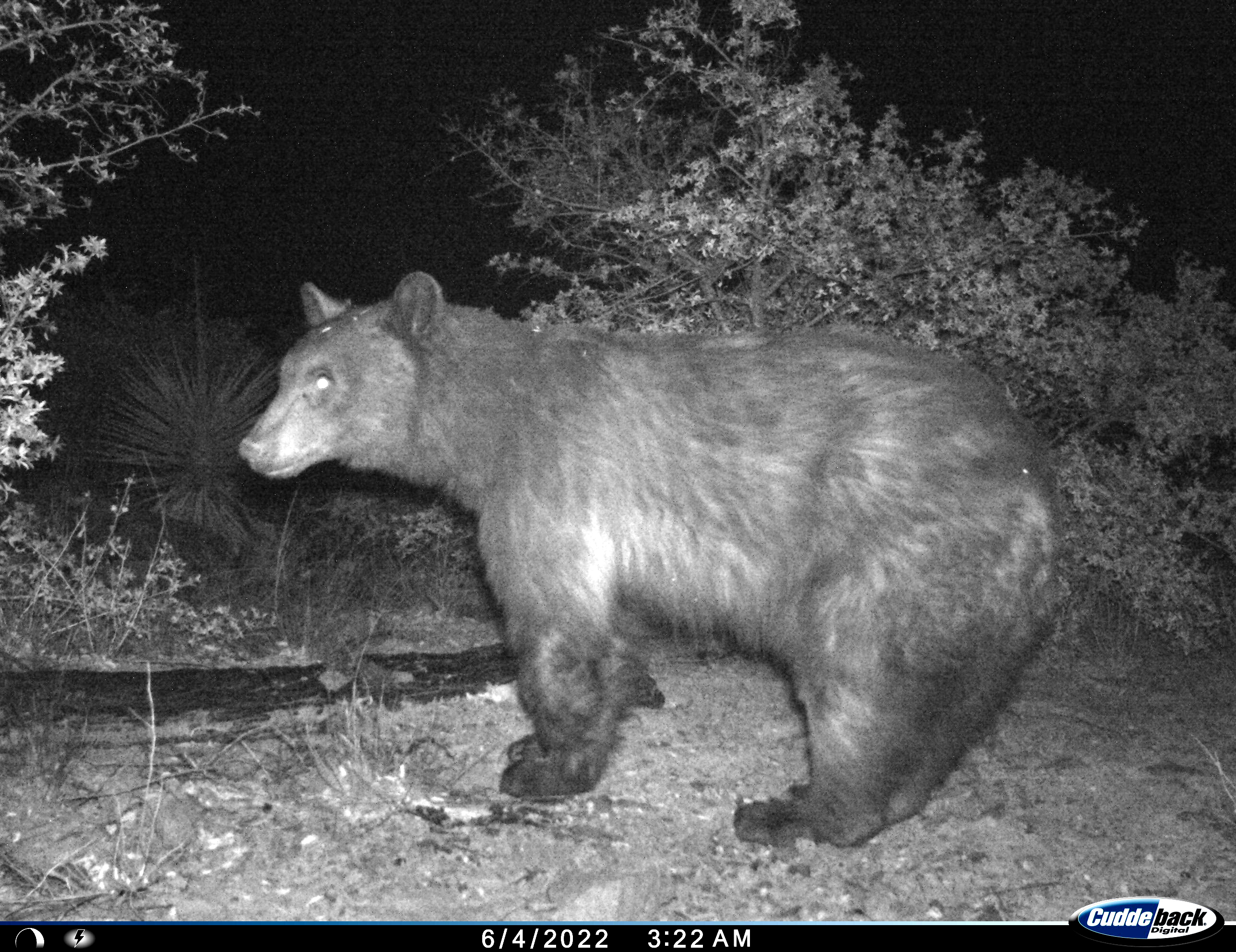 Nighttime photo of black bear in profile.