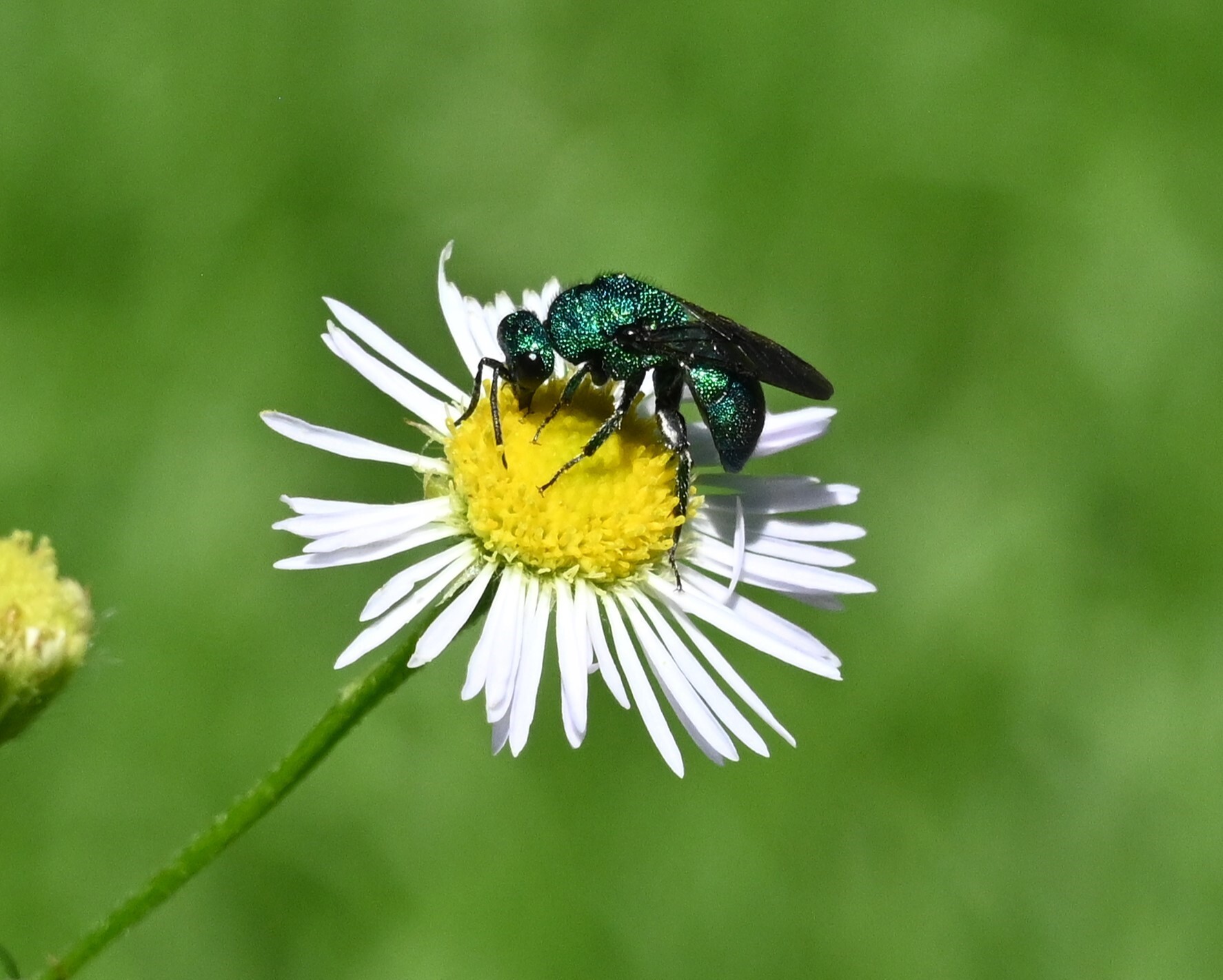 A shiny green-blue wasp on a white flower. 