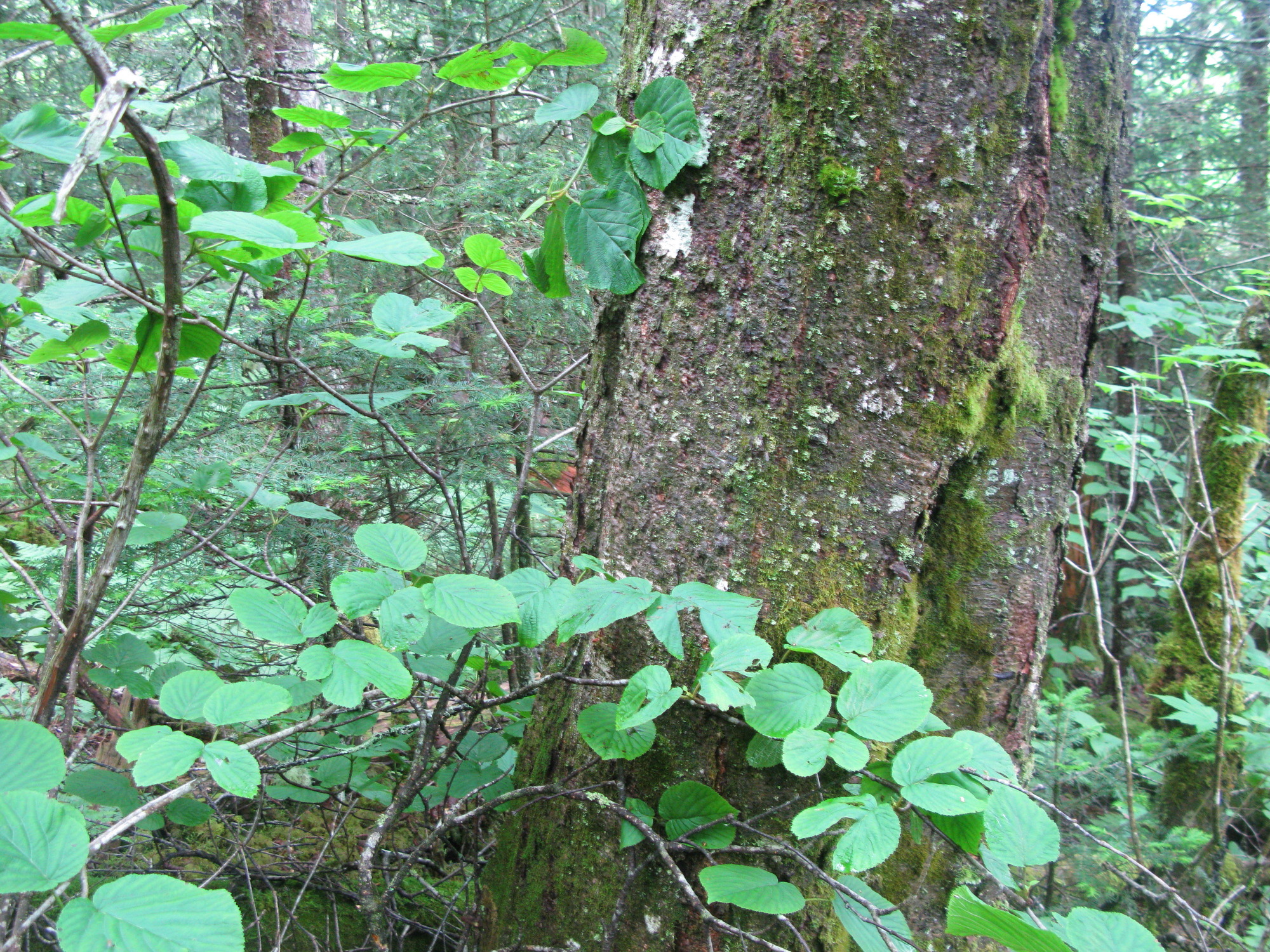 GRSM Accuracy Assessment. Plot Code: GRSM_AA_0580_5