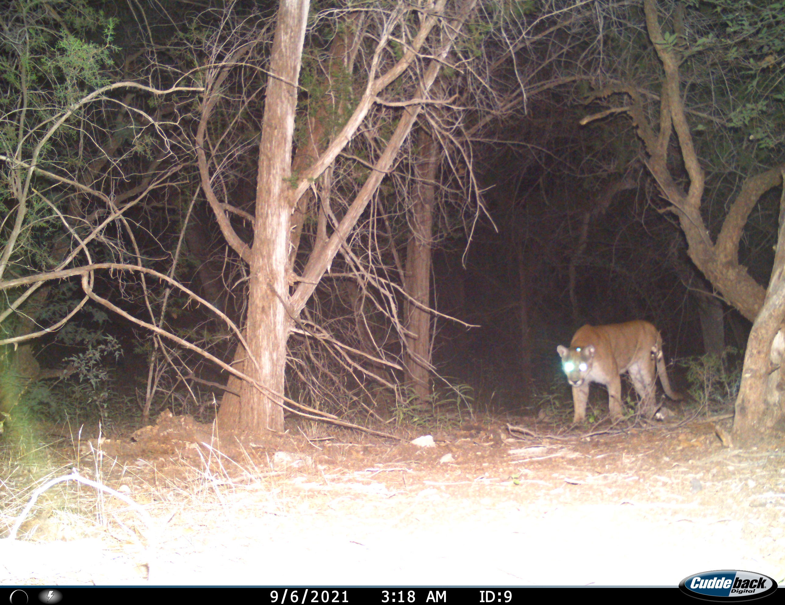 trail camera image of a mountain lion walking through the woods at night
