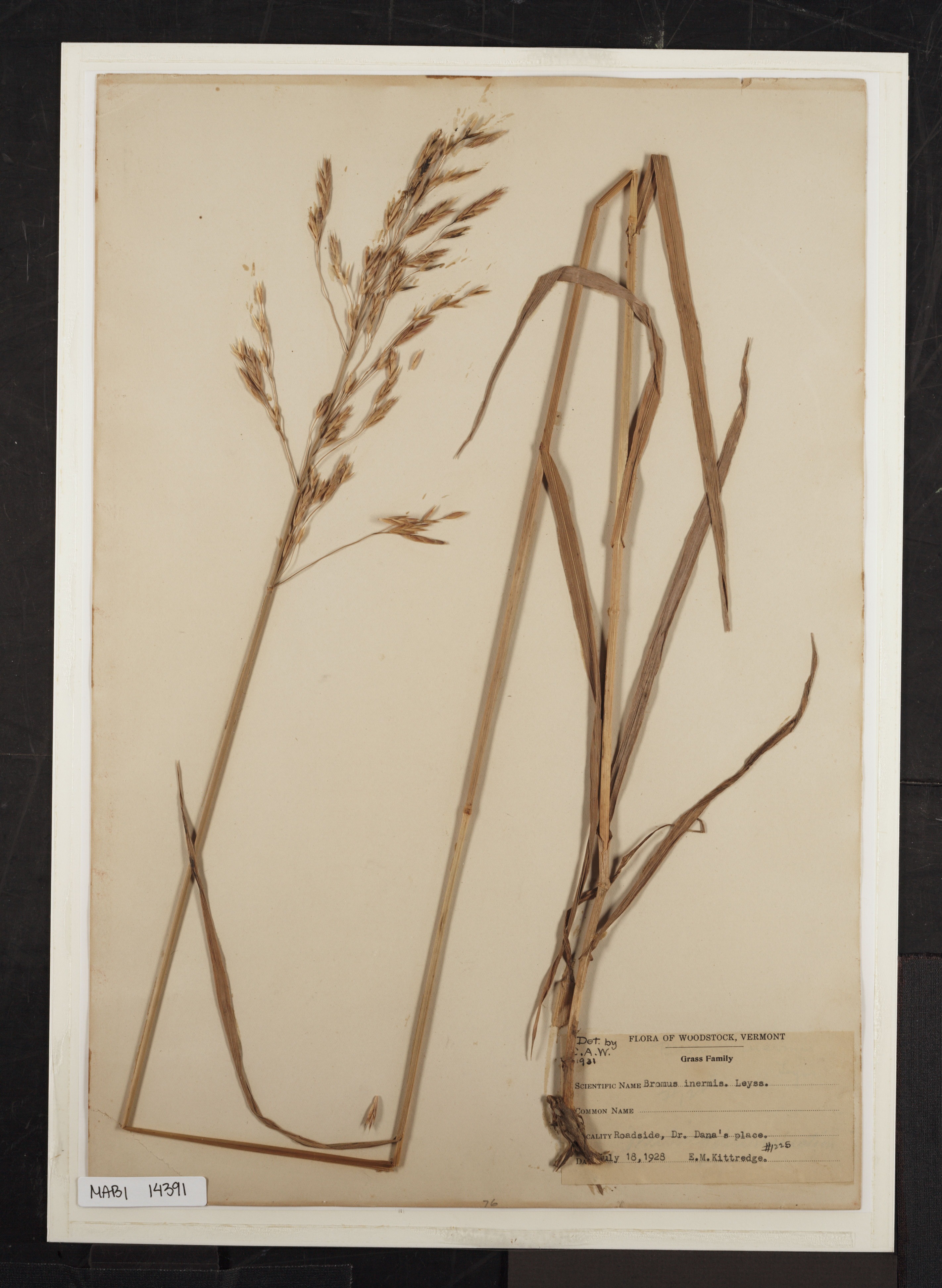 Preserved biological specimen on paper.