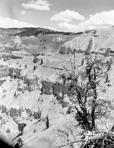 The amphitheater at Cedar Breaks National Monument with ragged bristlecone pine in foreground.