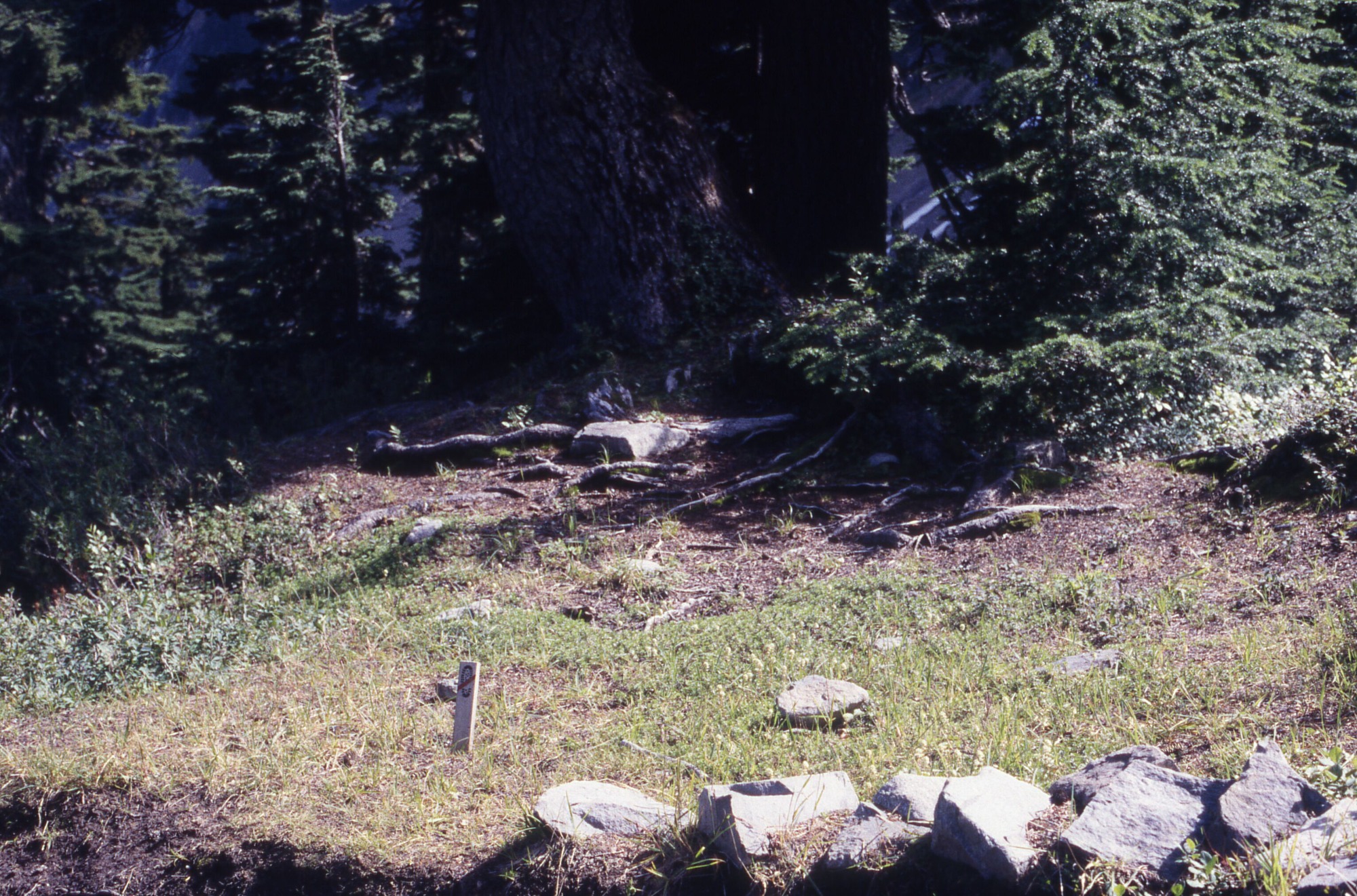 A meadow in front of a forest. In the foreground is a sign that prohibits trampling and a line of rocks.