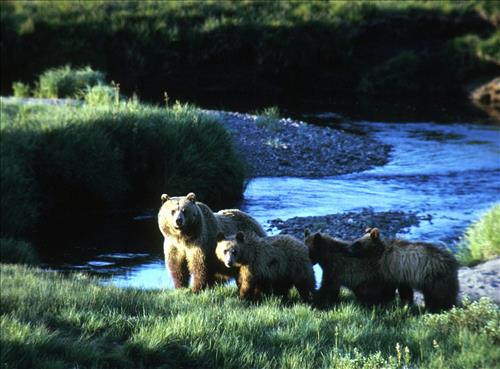 Grizzly bears (i.e. brown bears) including cubs at Yellowstone National Park