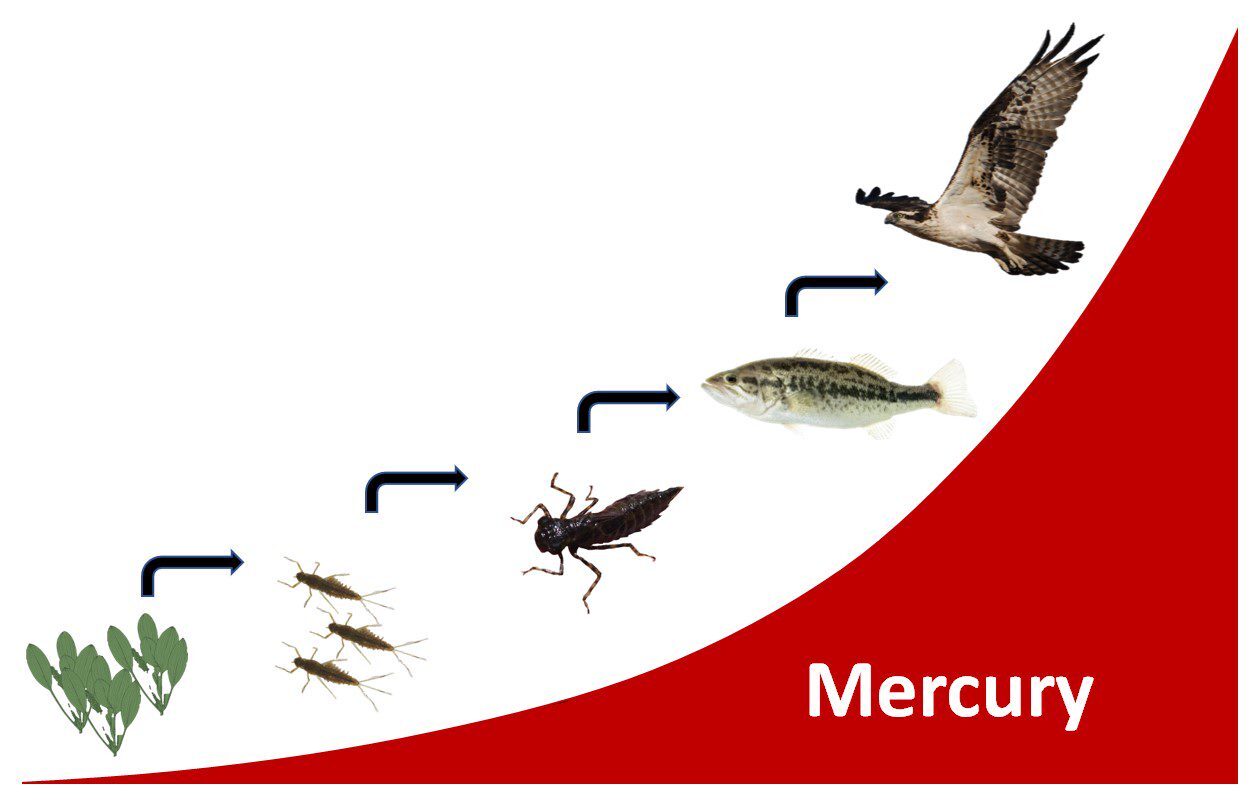 Mercury biomagnification chain. Mercury travels from plants to mayfly larvae to dragonfly larvae to fish to birds.