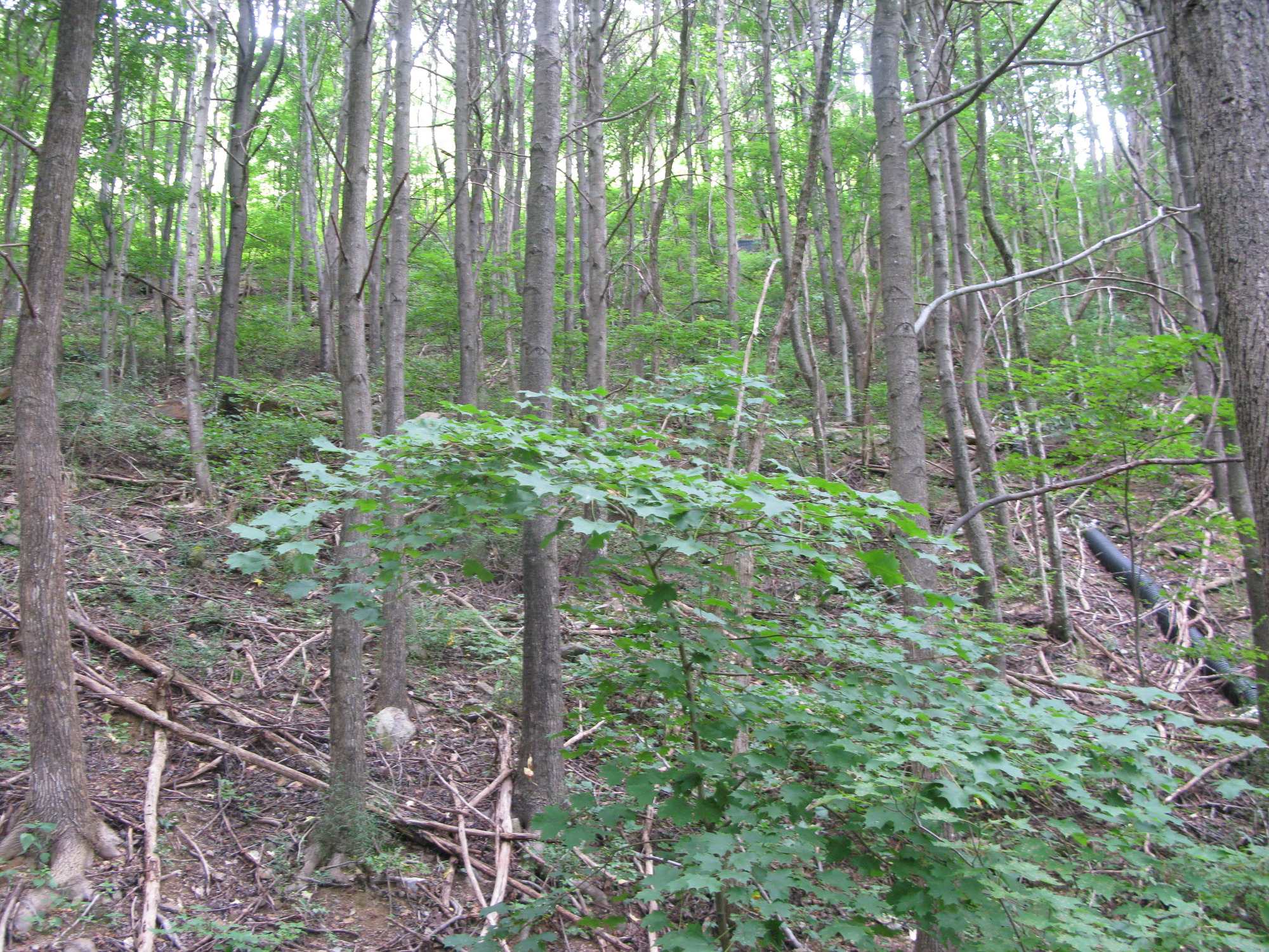 GRSM Accuracy Assessment. Plot Code: GRSM_AA_0707_6