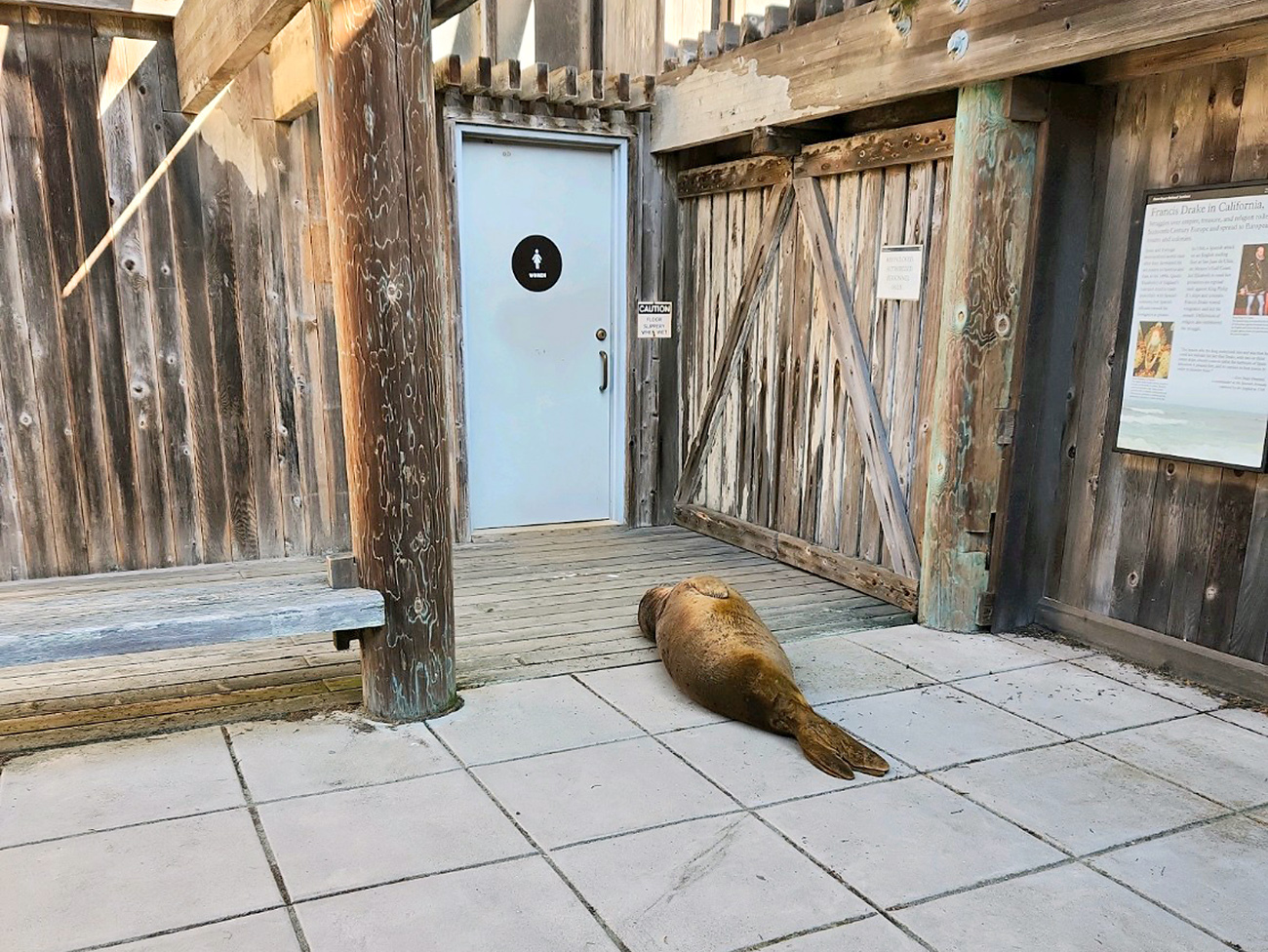 A young brown elephant seal sleeps on the concrete, semi-surrounded by a building, in front of a door marked as the women's restroom.