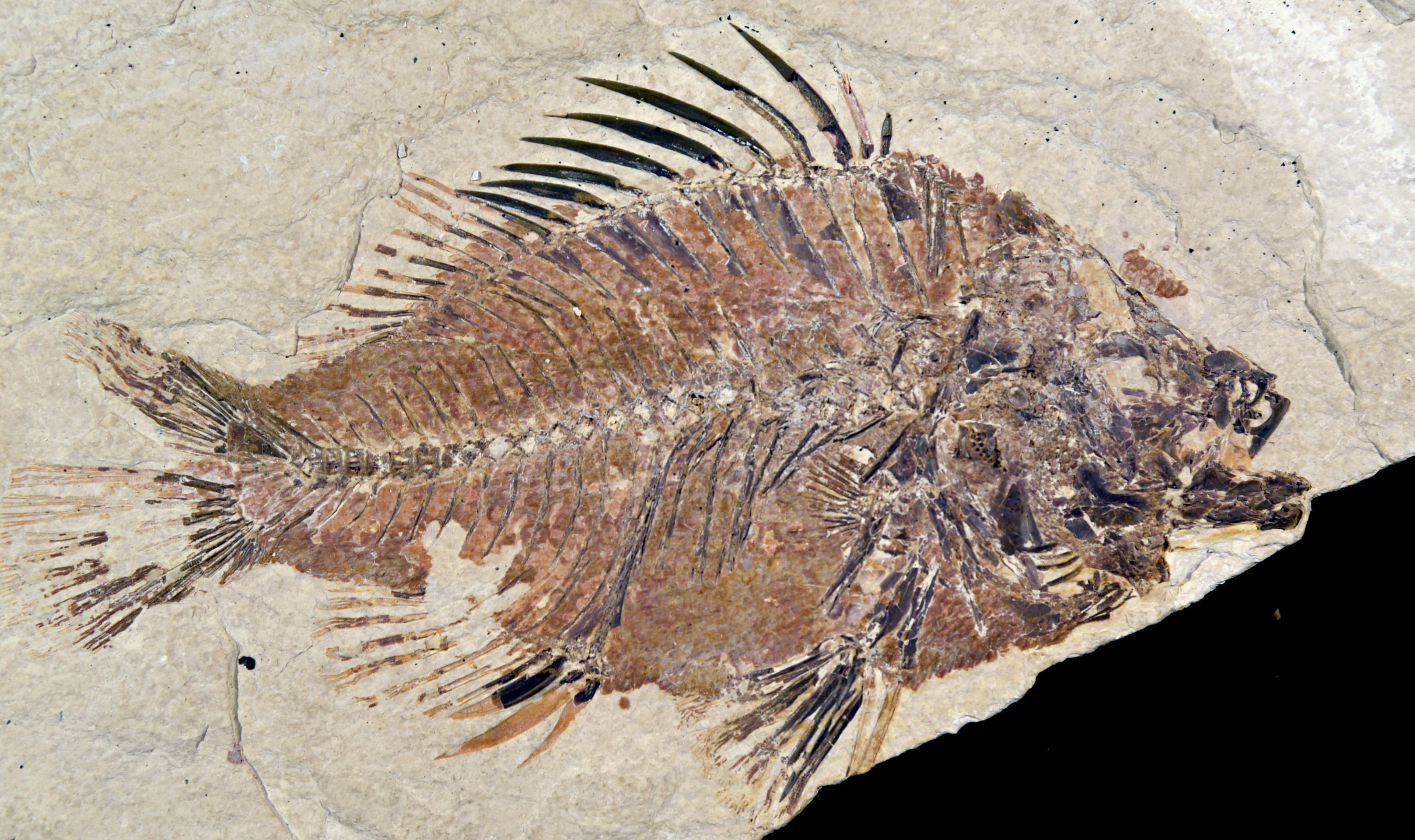 A football-shaped fossil fish. It has a fan-shaped tail and prominent spines on its back. It is orange-brown on tan stone. 