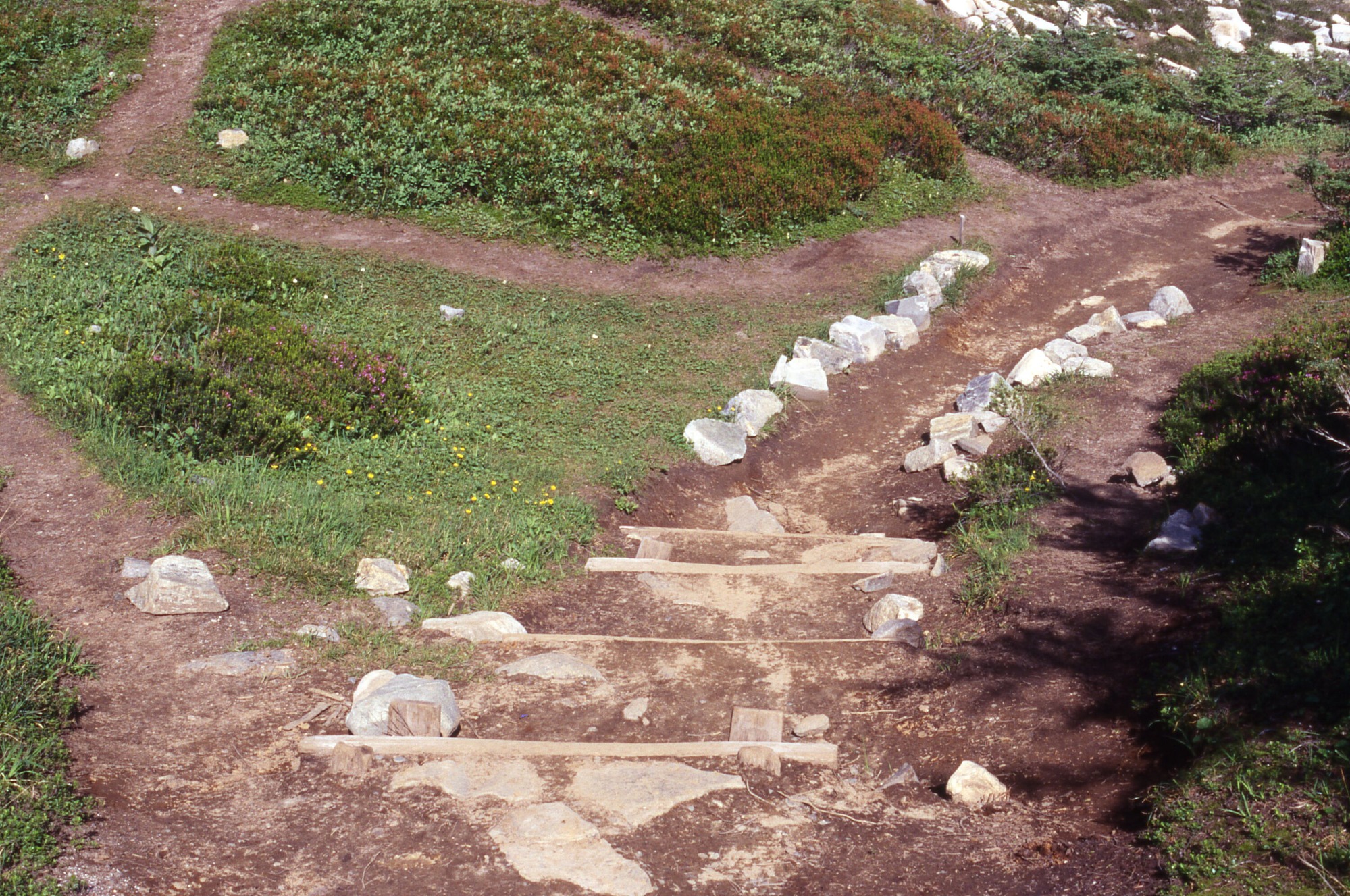 A main trail with stairs leading down into a patchy meadow of shrubs and wildflowers crossed with social trails.