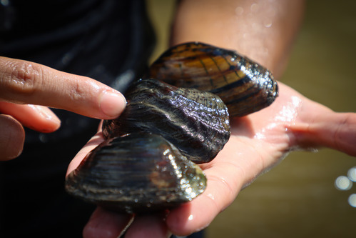 a person holds 3 dark brown mussels in his hand and touches one of them with his finger.