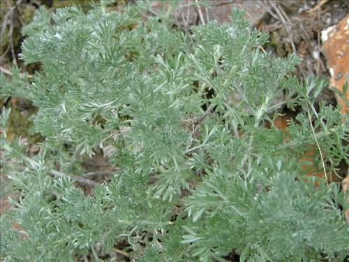 22 Yukon-Charley Rivers National Preserve Peregrine Falcon Survey July 2006