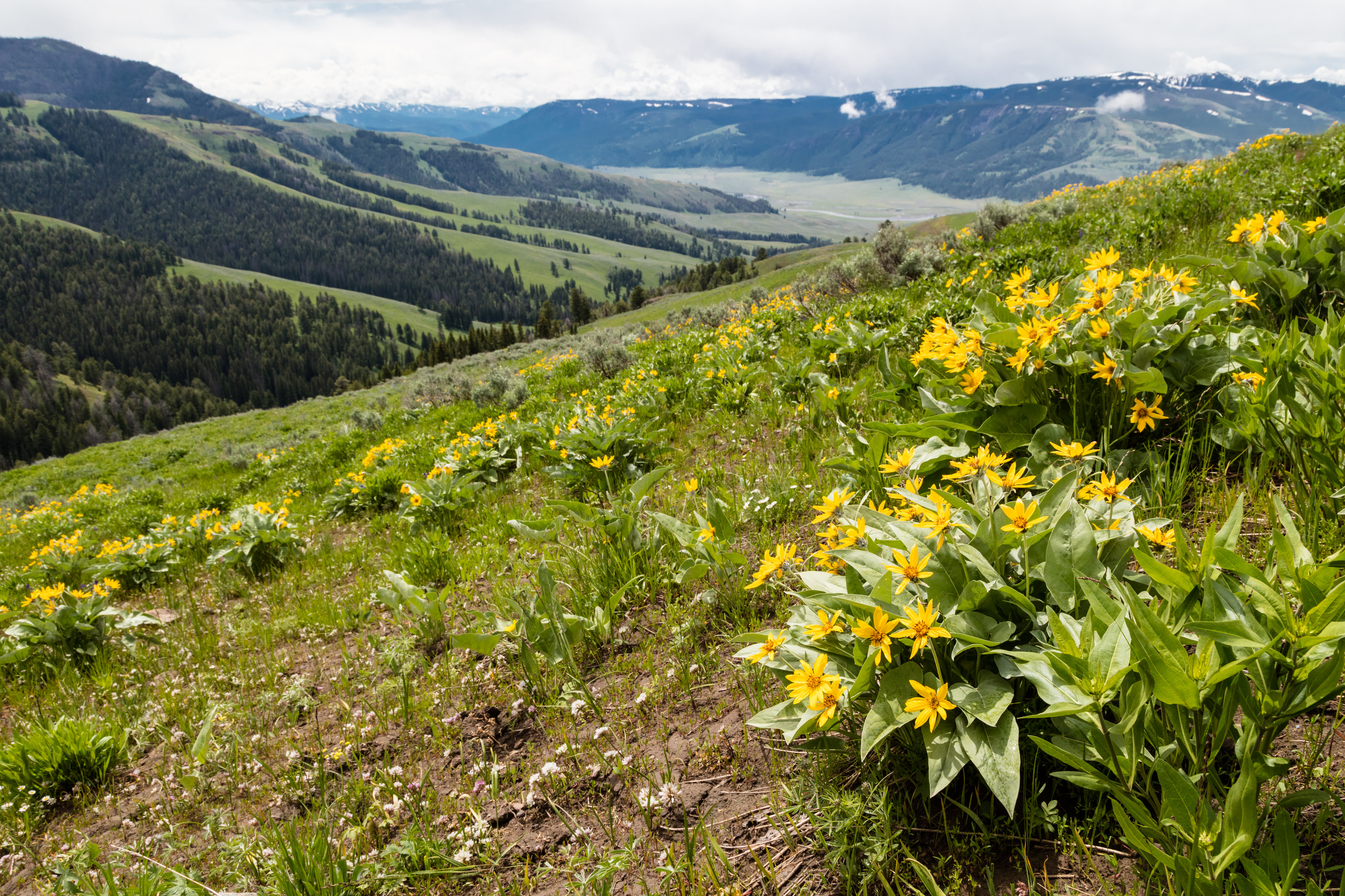 Looking over many yellow flowers at a valley below
