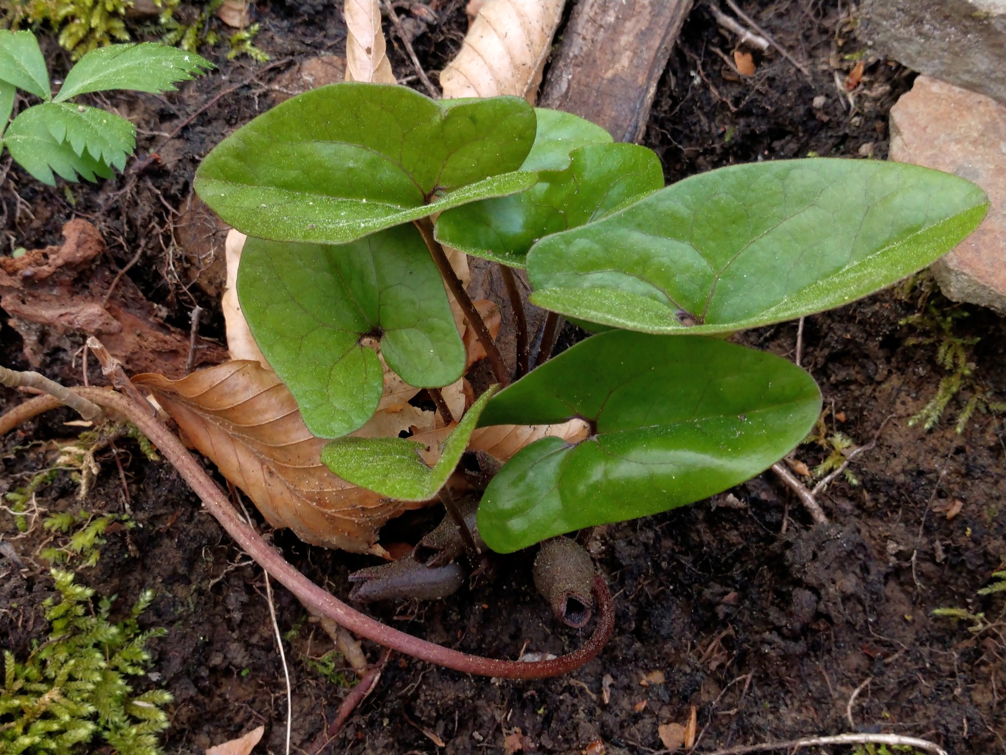 Little Brown Jugs (Ginger)