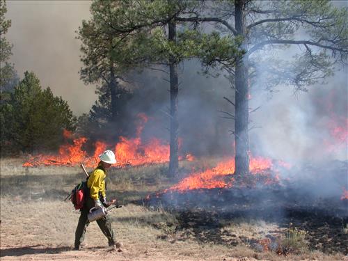 Little Hole prescribed burn at El Malpais National Monument, 2004